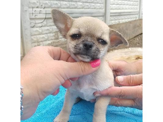 κουτάβια chihuahua,
